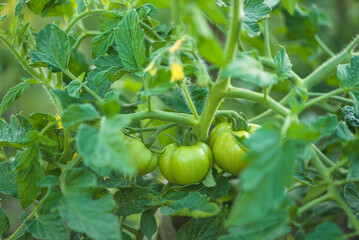 Close up for green tomato plant