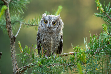 European scops owl, Otus scops, hidden in tree hole at sunrise. Small owl peeks out from trunk showing big yellow eyes. Bird also known as Eurasian scops owl. Wildlife scene. Morning in nature.