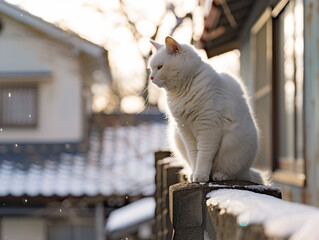 cat on the roof