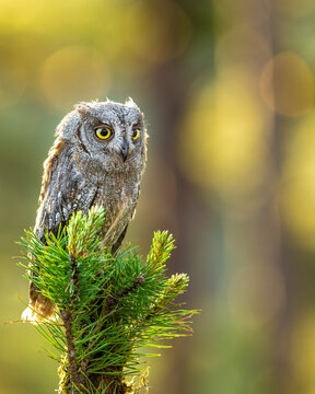 European scops owl, Otus scops, hidden in tree hole at sunrise. Small owl peeks out from trunk showing big yellow eyes. Bird also known as Eurasian scops owl. Wildlife scene. Morning in nature.