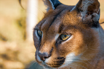 close up portrait of a caracal