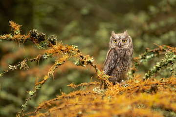European scops owl, Otus scops, hidden in tree hole at sunrise. Small owl peeks out from trunk showing big yellow eyes. Bird also known as Eurasian scops owl. Wildlife scene. Morning in nature.