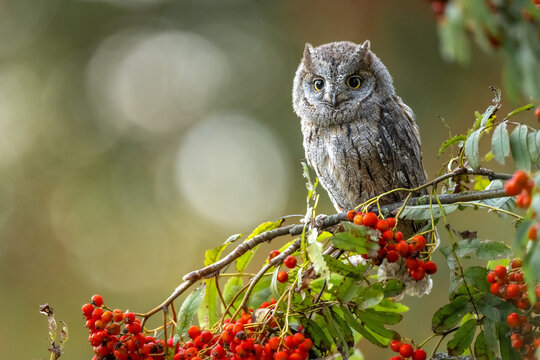 European scops owl (Otus scops) is sitting on rowan berry (Sorbus aucuparia). Bird with big yellow eyes. Morning sunrise.
