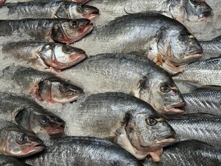 Fresh fish sea bass and dorado on ice.