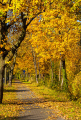 Herbstzeit, Bäume und Blattwerk im Park, Berlin, Deutschland