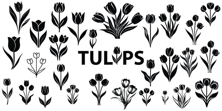 flower, drawing, tulip, set, stencil, symbol, outline, monochrome, graphic, emblem, flora, element, collection, decoration, blossom, tulip vector, cut out, elegance, leaf, contour, floral, art