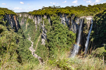 Vegetation, Arauracia trees and waterfall in Itaimbezinho Canyon