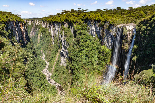 Vegetation, Arauracia trees and waterfall in Itaimbezinho Canyon