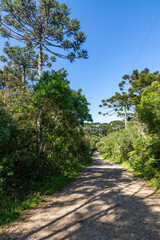 Trail in Araucaria forest