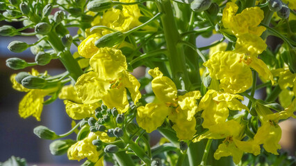 Flor amarilla de Brócoli, Brassica oleracea var. italica