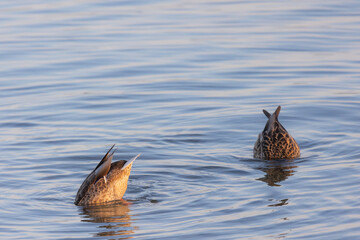 Two ducks (anatidae) swimming and diving into the water of a lake