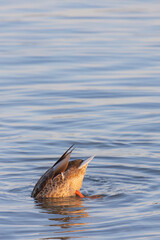 A duck (anatidae) swimming and diving into  the water of a lake