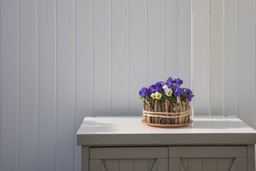 Arrangement of homet violets (viola comuta) in a stylish flowerpot on a little cabinet in front of a gray divider