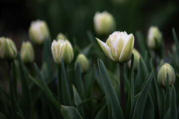 Close-up of tulips with white and green blossoms