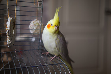 Beautiful photo of a bird. Ornithology.Funny parrot.Cockatiel parrot.
Home pet yellow...