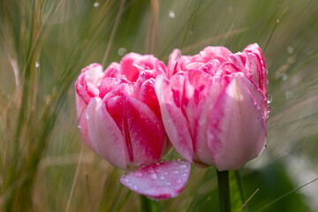Close-up of red and white tulips in full bloom with raindrops