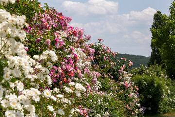 Rose bushes with blossoms in full bloom  with different colors in pink, white and red