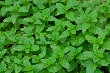Mint leaves. A closeup shot of a mint plant growing at the vegetable garden. Photo of a vibrant green mint plant. Spear mint leaves. - obrazy, fototapety, plakaty
