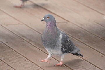 Obraz premium pigeon in the city