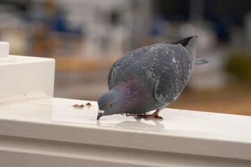 pigeon on the table