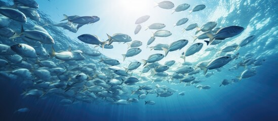 Fototapeta na wymiar Picture of group of fish swimming underwater. Creative Banner. Copyspace image