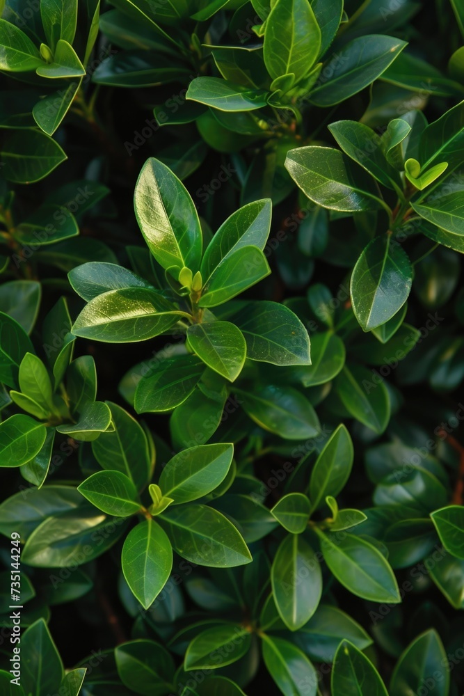 Poster A close-up view of vibrant green leaves on a plant. This image captures the intricate details and textures of the leaves. Perfect for nature enthusiasts and botany-related projects