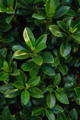 A close-up view of vibrant green leaves on a plant. This image captures the intricate details and textures of the leaves. Perfect for nature enthusiasts and botany-related projects
