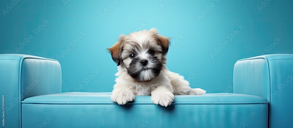Poster shih tzu puppy lying on the blue sofa and facing the camera. creative banner. copyspace image
