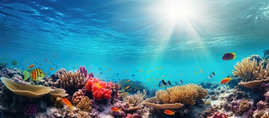 Tropical coral reef with diversity of hard corals and shoal of coral fish. Creative Banner. Copyspace image