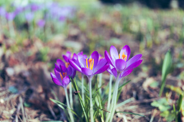 purple crocus flowers