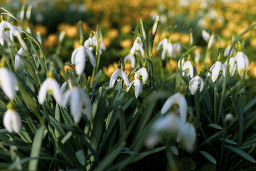 snowdrop