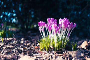 spring crocus flowers