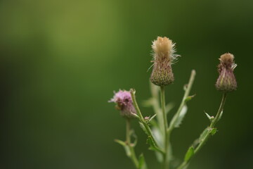 valuable medicinal plant burdock in bloom
