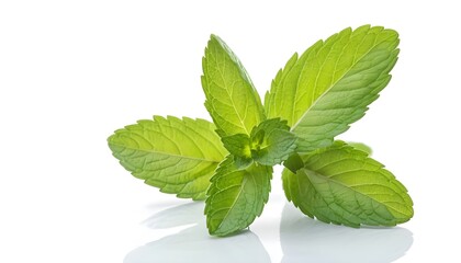 Close-up of mint on white background