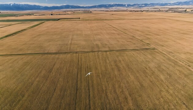 crane in flight over fields of montana
