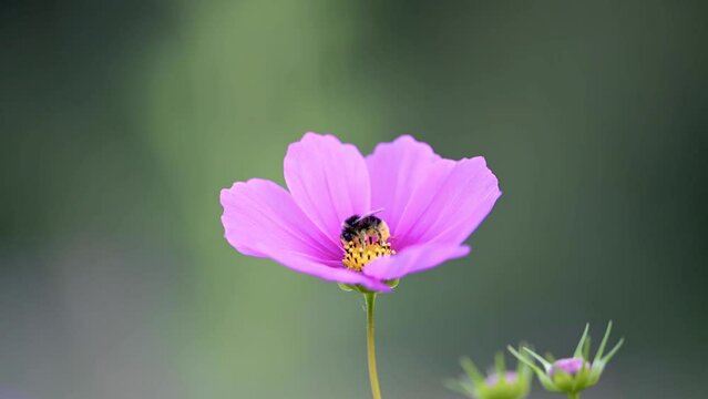 Insecte butine du pollen sur une fleur rose et jaune dans la nature