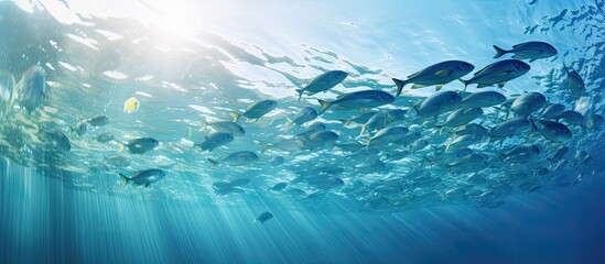 Fototapeta na wymiar Picture of group of fish swimming underwater. Creative Banner. Copyspace image