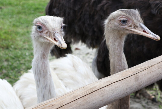 close up head of an ostrich (Burung Unta / Struthio)