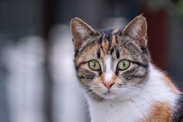 close up portrait of a cat