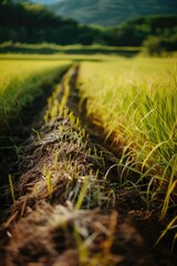 A picture of a grass field with a dirt path running through it. Suitable for various outdoor themes and nature-related projects