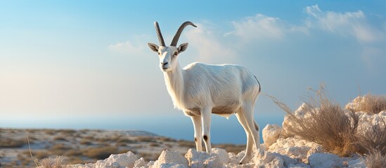 The antelope addax Addax nasomaculatus known as the screw horn antelope Due to danger of extinction the species was introduced and acclimatized in nature reserve near Eilat Israel. Creative Banner - obrazy, fototapety, plakaty