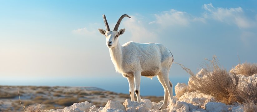 The antelope addax Addax nasomaculatus known as the screw horn antelope Due to danger of extinction the species was introduced and acclimatized in nature reserve near Eilat Israel. Creative Banner