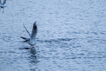 Fototapeta premium flight of a seagull