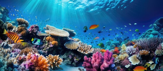 Fototapeta premium Tropical Anthias fish with net fire corals on Red Sea reef underwater. Creative Banner. Copyspace image