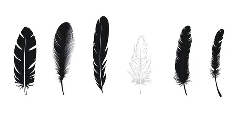 Various feathers of different types and colors arranged on a clean white background. Ideal for projects related to nature, fashion, crafts, and design