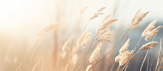 View of light beige colored dry stem of plant in rural field. Creative Banner. Copyspace image