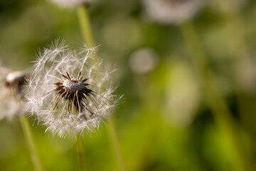 white flowers of dandelion balls in a spring field
