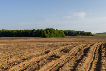 a growing monoculture of sweet corn in sunny weather