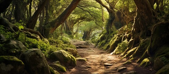 Mysterious path full of roots in the middle of wooden coniferous forrest surrounded by green bushes and leaves and ferns found in Corse France. Creative Banner. Copyspace image - obrazy, fototapety, plakaty