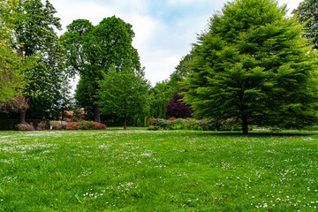 Fototapeta na wymiar Early springtime morning at a beautiful park with plenty of greens. Landscape background and wallpaper.